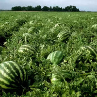Farmers Wonderful – Watermelon Seed