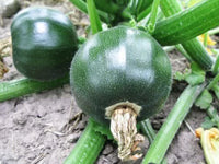 Eight Ball – Squash Seed