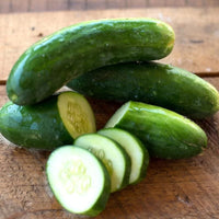 Diva – Treated Cucumber Seed