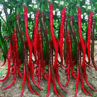 New Arrival Giant Spices Red Hot Pepper Seeds Plants Garden