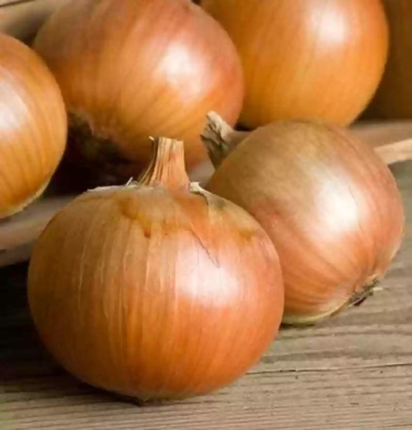 Talon – Organic Onion Seed
