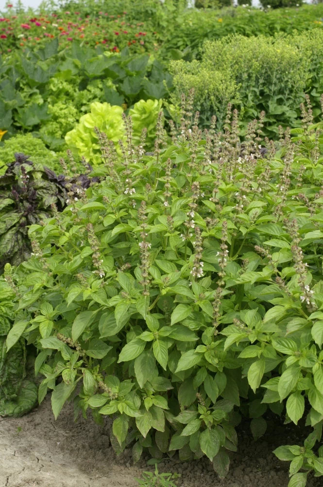 Mrs. Burns’ Lemon – Basil Seed