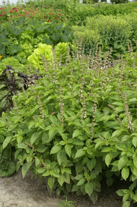 Mrs. Burns’ Lemon – Basil Seed