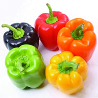 Rainbow Sweet Pepper Capsicum annuum seeds for garden planting