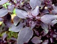 Red Rubin – Organic Basil Seed