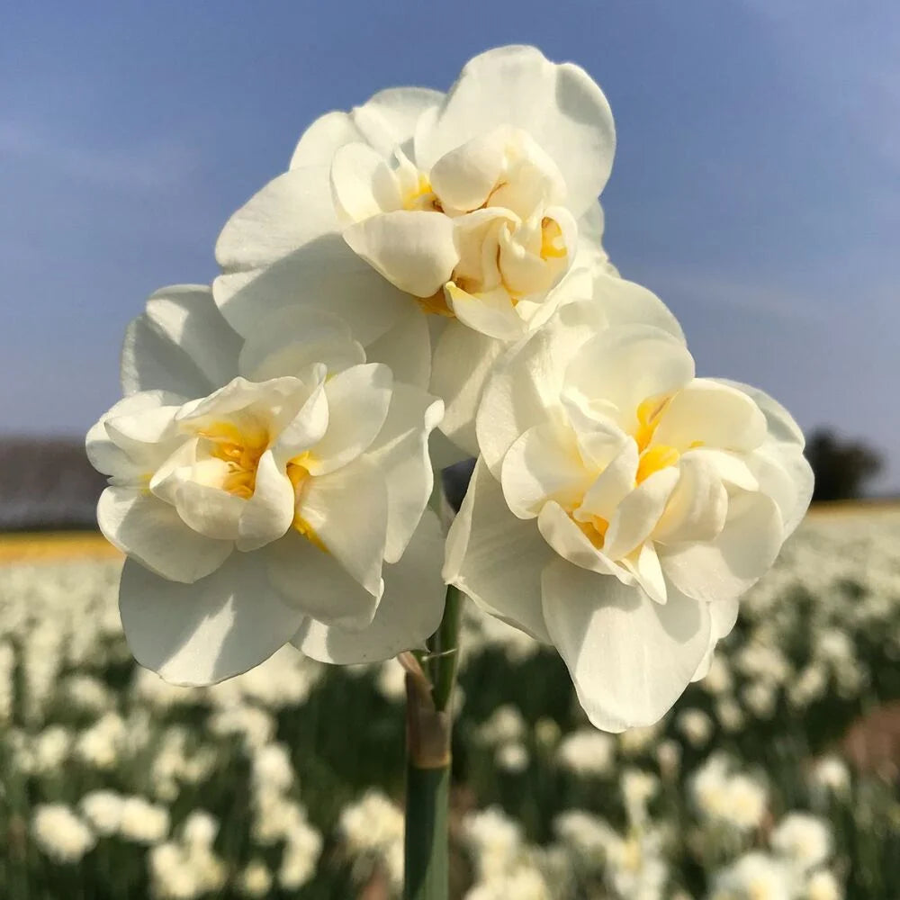 Daffodil Cheerfulness White Bulb