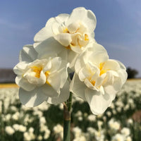 Daffodil Cheerfulness White Bulb