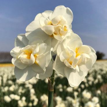 Daffodil Cheerfulness White Bulb