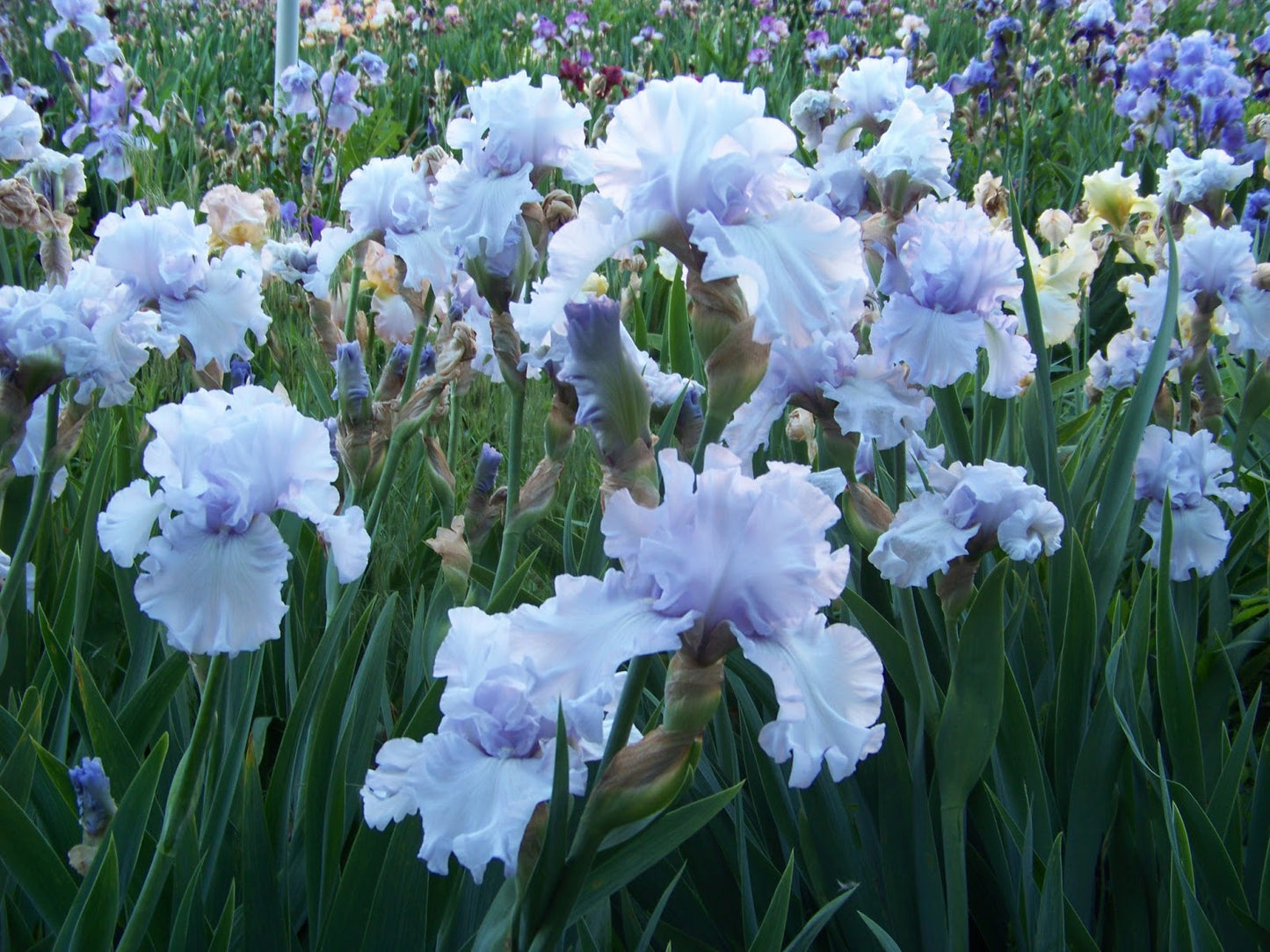 Chinook Winds Bearded Iris Seeds