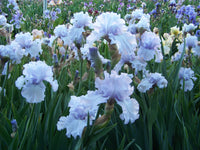 Chinook Winds Bearded Iris Seeds