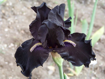 Jinx Bearded Iris Seeds