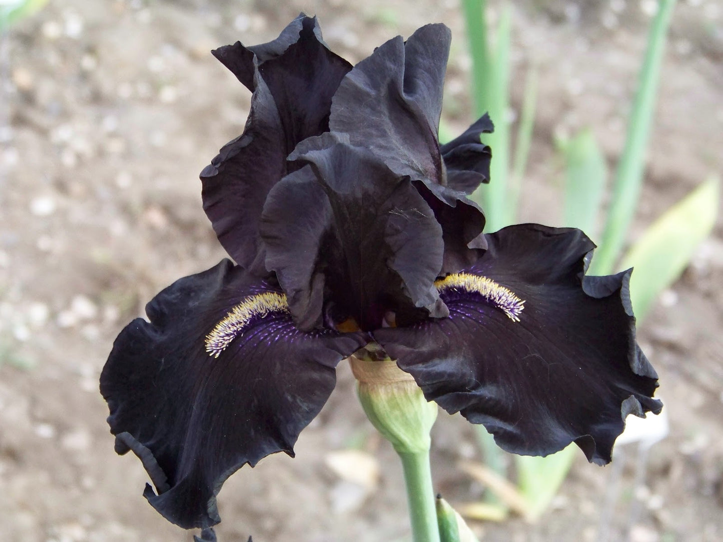Obsidian Bearded Iris Seeds