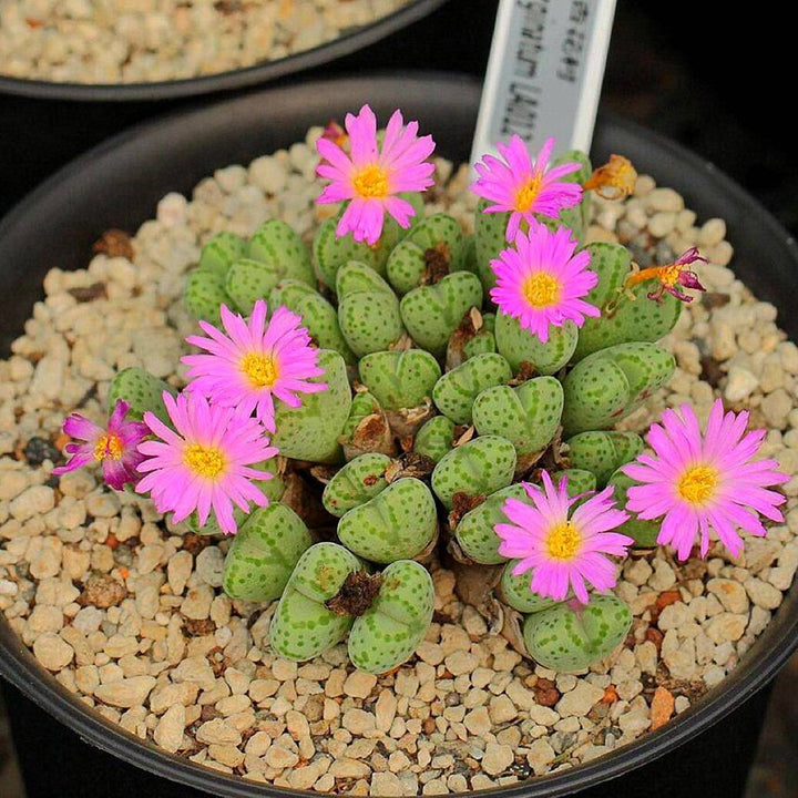 Heirloom Non-GMO Succulent Flower Seeds for Planting – Drought-Tolerant Decorative Indoor Blooms