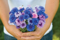 Choice Mix – Centaurea Seed