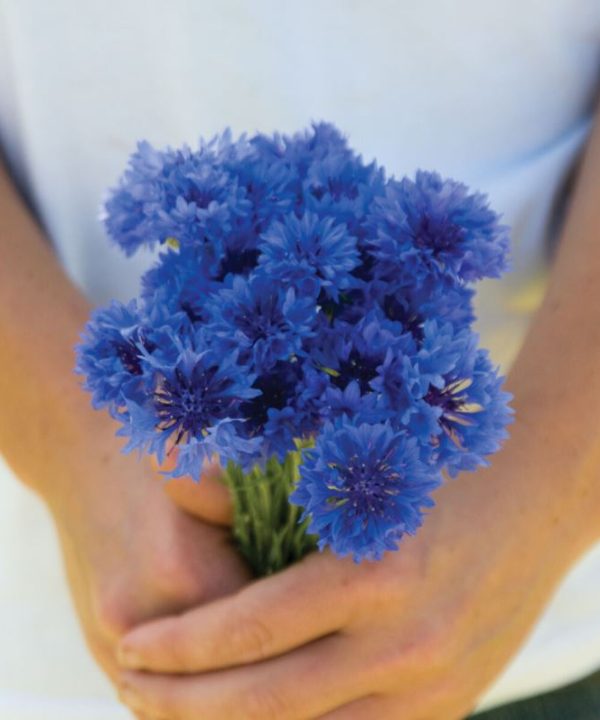 Choice Mix – Centaurea Seed