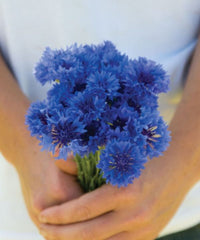 Choice Mix – Centaurea Seed