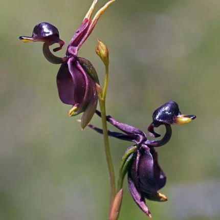 Flying Duck Orchid - Rare Flower Seed