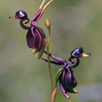 Flying Duck Orchid - Rare Flower Seed
