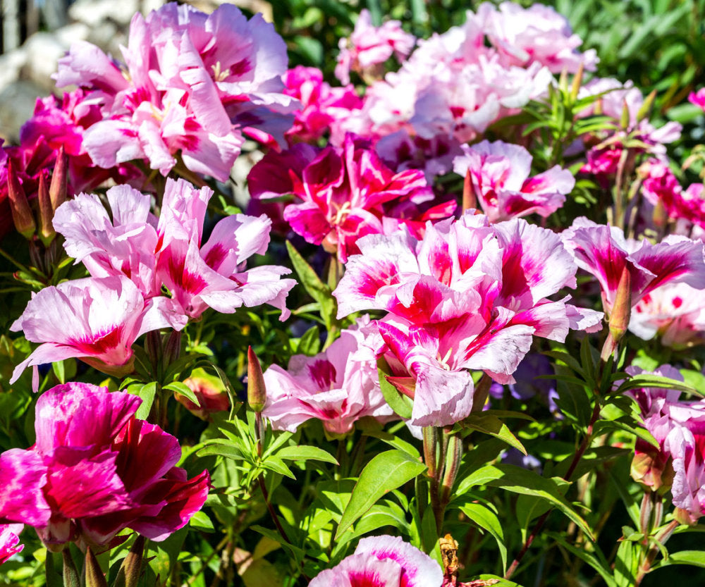 Godetia- Azalea Double Flowered Mix