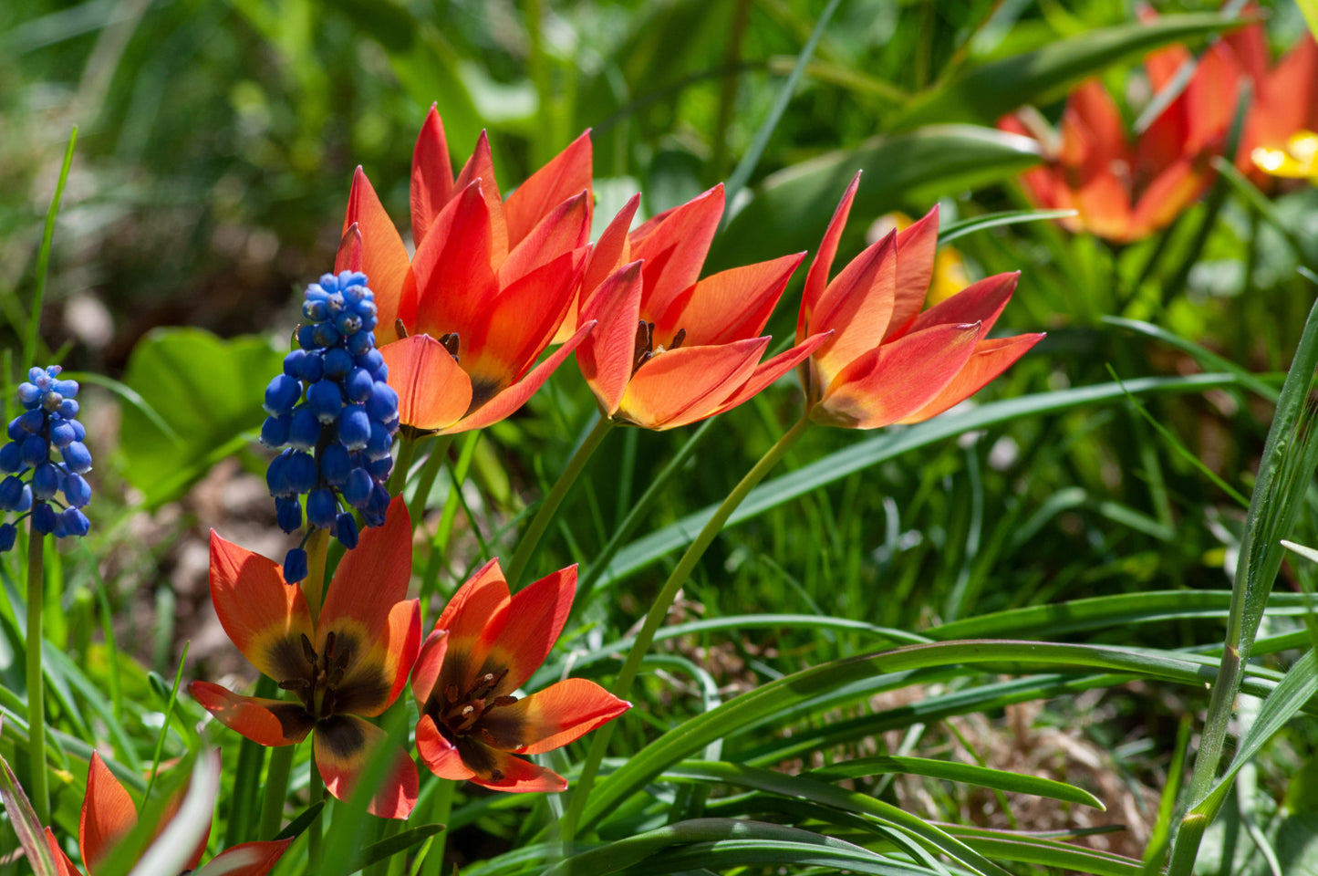 Little Princess Tulip Seeds