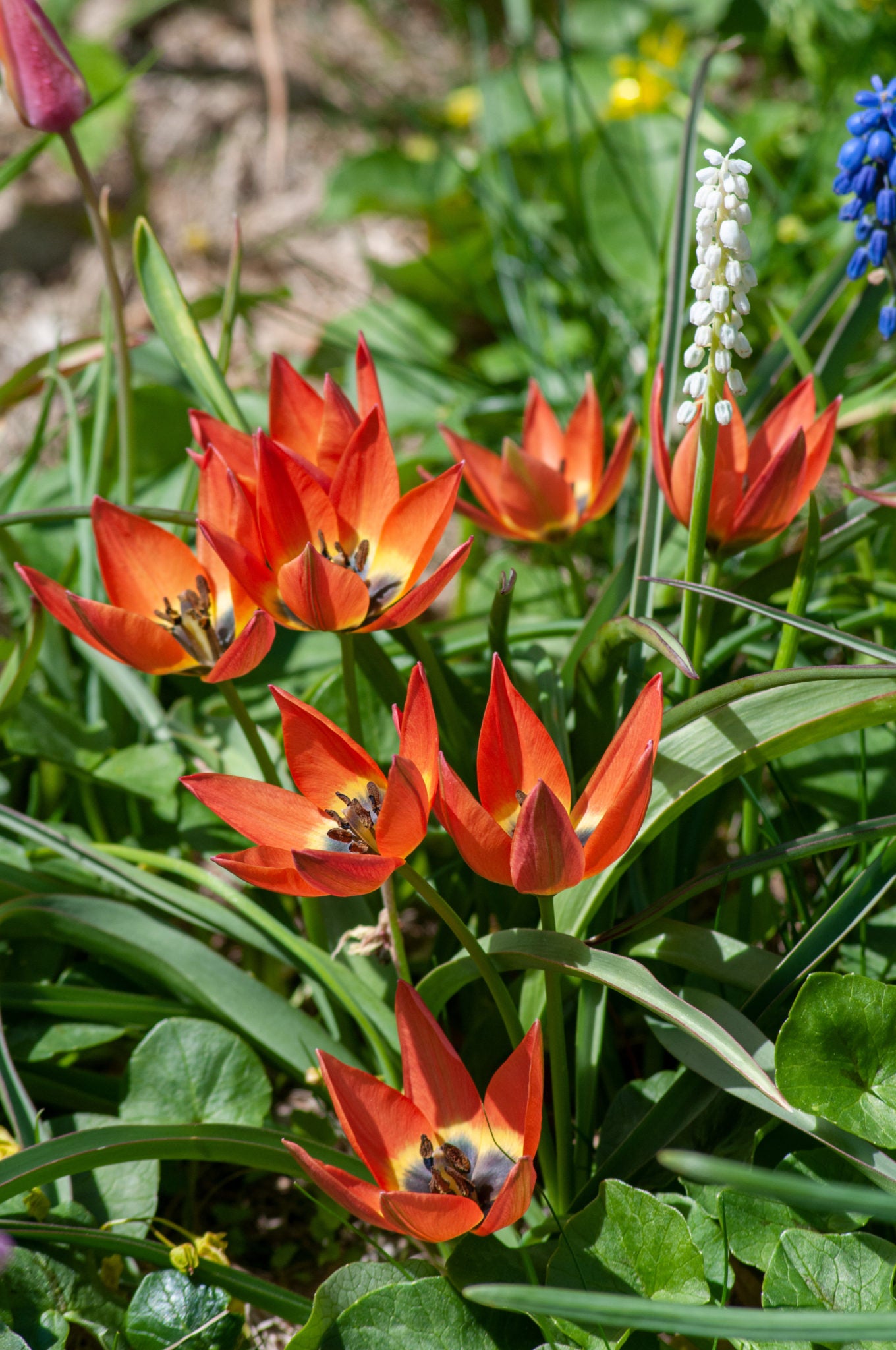Little Princess Tulip Seeds