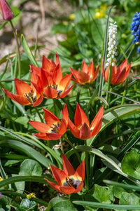 Little Princess Tulip Seeds