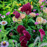 Cramer’s Burgundy – Celosia Seed