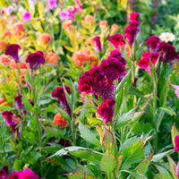 Cramer’s Burgundy – Celosia Seed