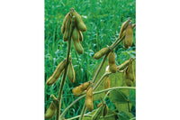 Envy – Soybean Seed
