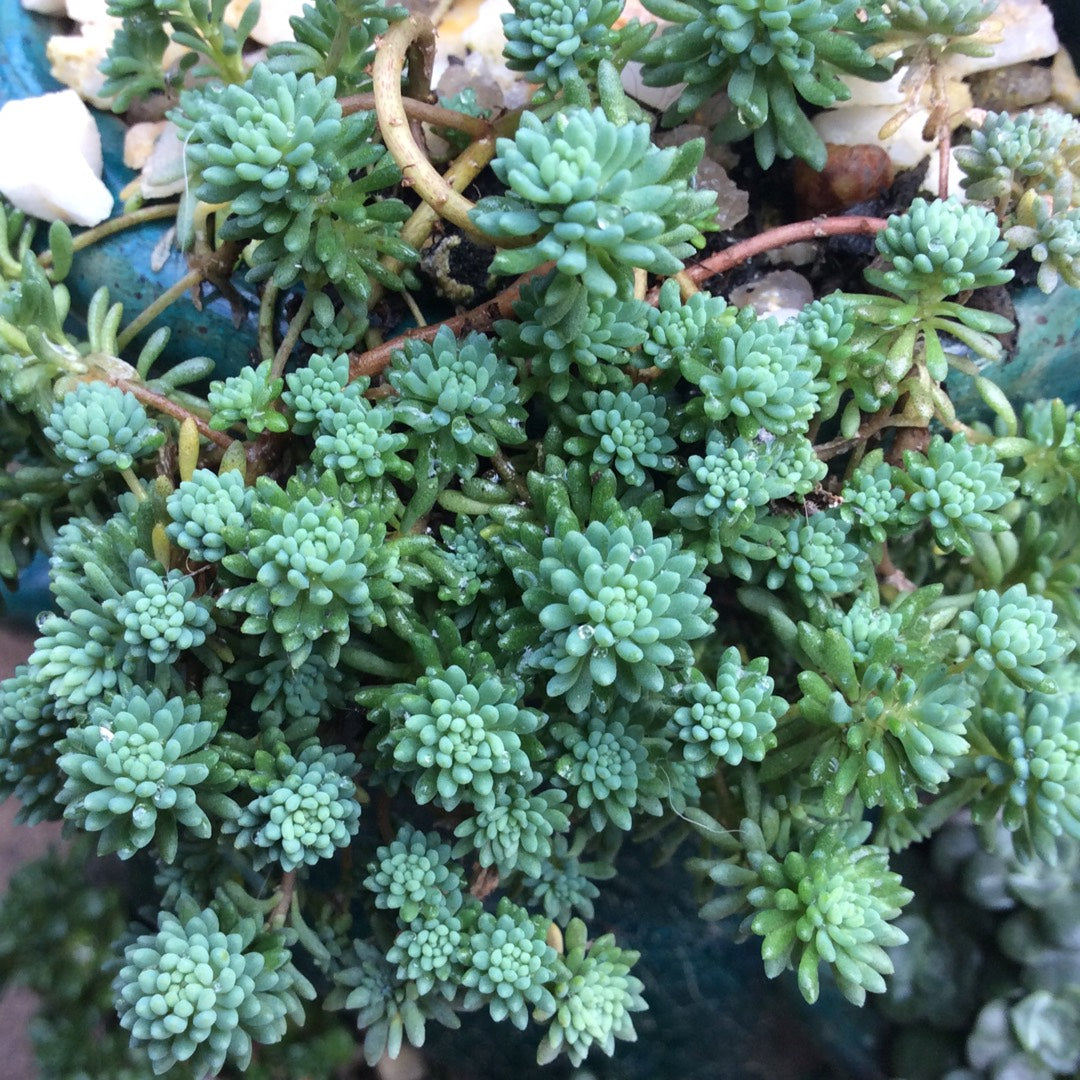 Sedum- Lizard of Madagascar