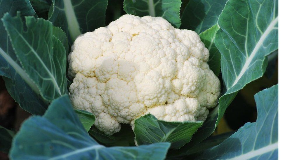 Janvel – Organic Cauliflower