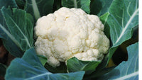 Janvel – Organic Cauliflower