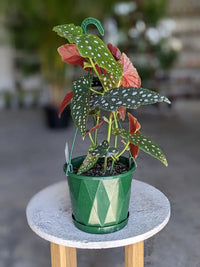 Begonia Maculata Flower Seeds – Heirloom, Non-GMO Flower Seeds for Planting