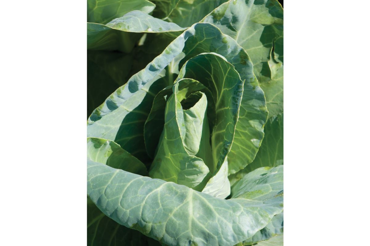 Caraflex – Organic Cabbage Seed
