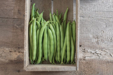 Provider – Bean Seed