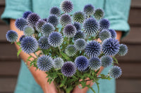 Ritro – Heirloom Echinops Seed
