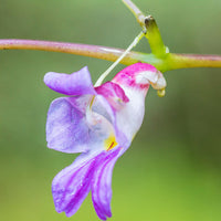 Heirloom Parrot Orchid Flower Seeds, Non-GMO Exotic Tropical Blooms for Decorative Garden Planting for planting in home garden