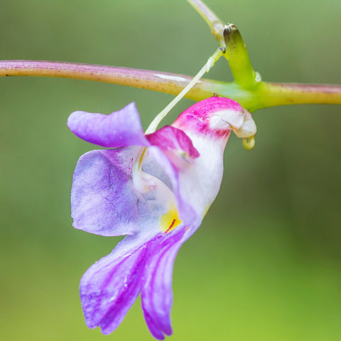 Heirloom Parrot Orchid Flower Seeds, Non-GMO Exotic Tropical Blooms for Decorative Garden Planting for planting in home garden