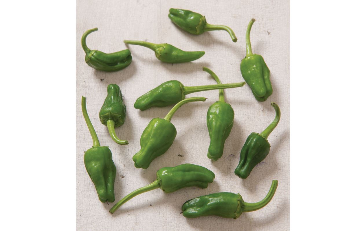 Padron – Organic Padron Pepper Seed