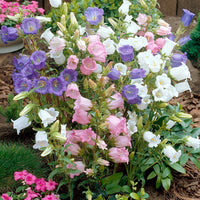 Canterbury Bells Mixture