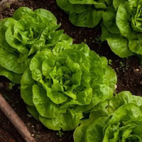 Coastal Star – Organic Lettuce Seed