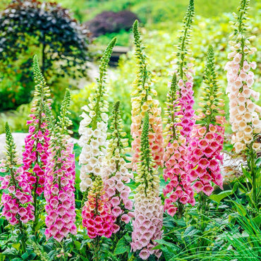 Foxglove- Excelsior mix