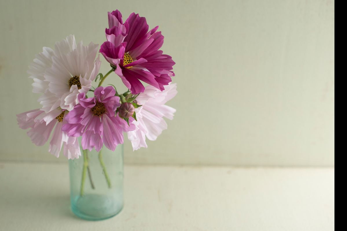 Sea Shells – Organic Cosmos Seed