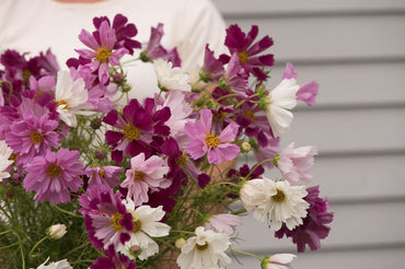 Sea Shells – Organic Cosmos Seed