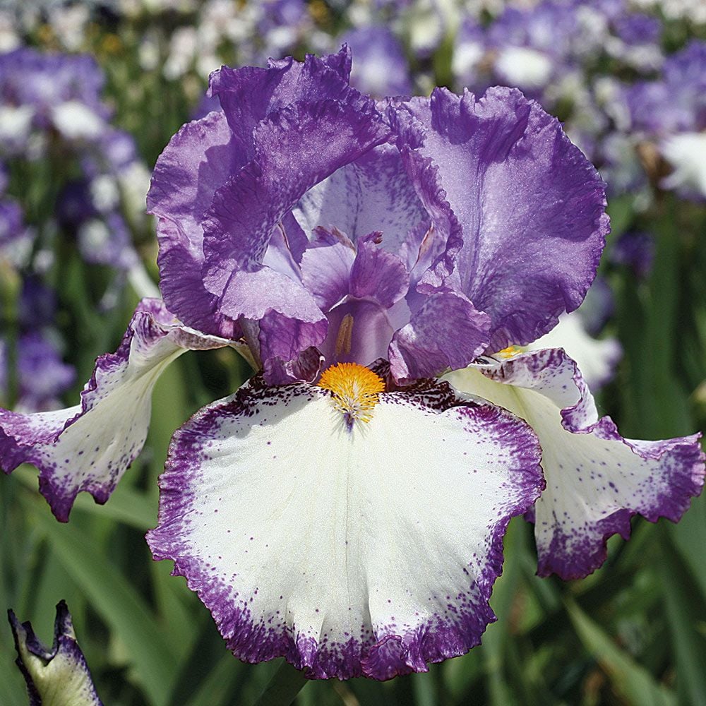 Swept Off My Feet Reblooming Bearded Iris Seeds