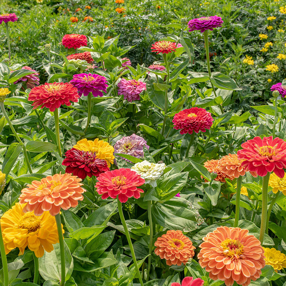Benary’s Giant Mix – Zinnia Seed