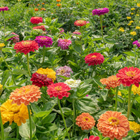 Benary’s Giant Mix – Zinnia Seed