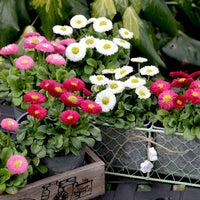 Common Daisy- Monstrosa Mix