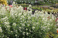 Heirloom Centranthus Ruber Albus Flower Seeds – Non-GMO Seeds for Fragrant Garden Planting