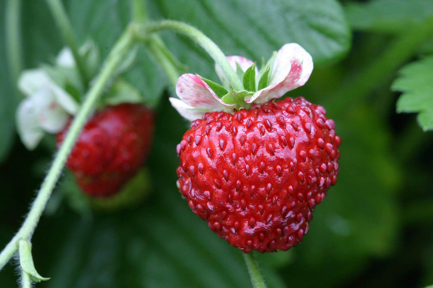 Strawberry- Mignonette Alpine